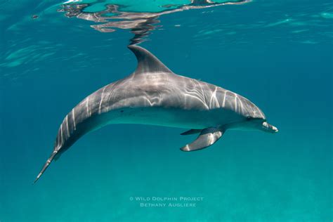 Wild Dolphin Sportingbet